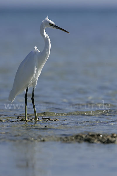 Küstenreiher (Egretta gularis gularis)