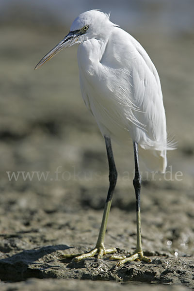 Küstenreiher (Egretta gularis gularis)