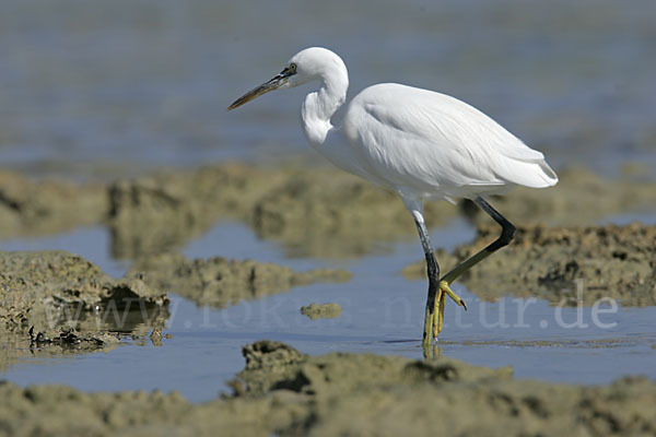 Küstenreiher (Egretta gularis gularis)