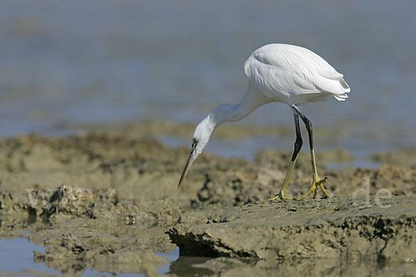 Küstenreiher (Egretta gularis gularis)