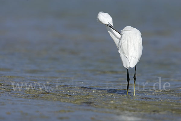 Küstenreiher (Egretta gularis gularis)