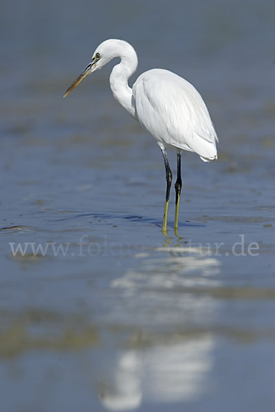 Küstenreiher (Egretta gularis gularis)