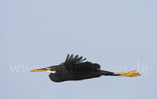 Küstenreiher (Egretta gularis gularis)