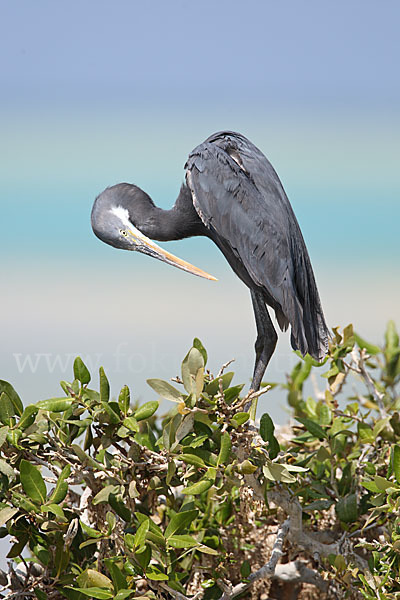 Küstenreiher (Egretta gularis gularis)