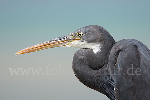 Küstenreiher (Egretta gularis gularis)