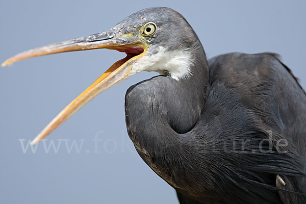 Küstenreiher (Egretta gularis gularis)