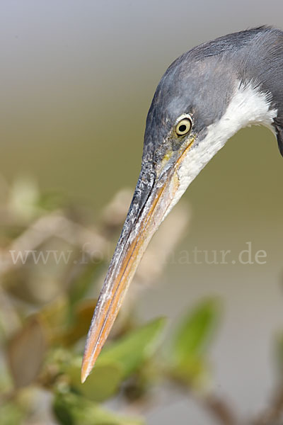 Küstenreiher (Egretta gularis gularis)