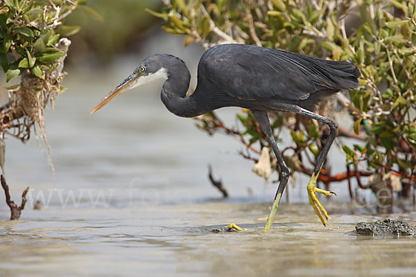 Küstenreiher (Egretta gularis gularis)