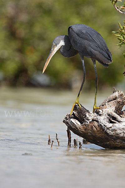 Küstenreiher (Egretta gularis gularis)