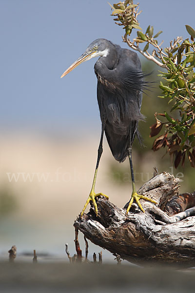 Küstenreiher (Egretta gularis gularis)