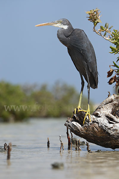 Küstenreiher (Egretta gularis gularis)