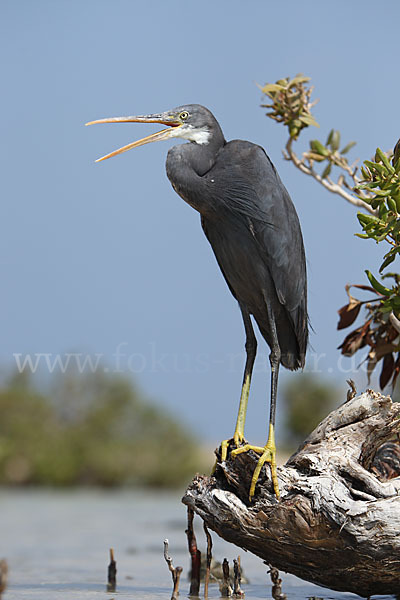 Küstenreiher (Egretta gularis gularis)