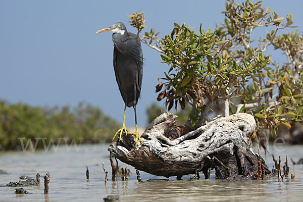 Küstenreiher (Egretta gularis gularis)