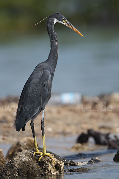 Küstenreiher (Egretta gularis gularis)