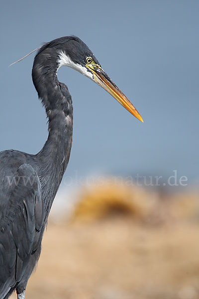 Küstenreiher (Egretta gularis gularis)