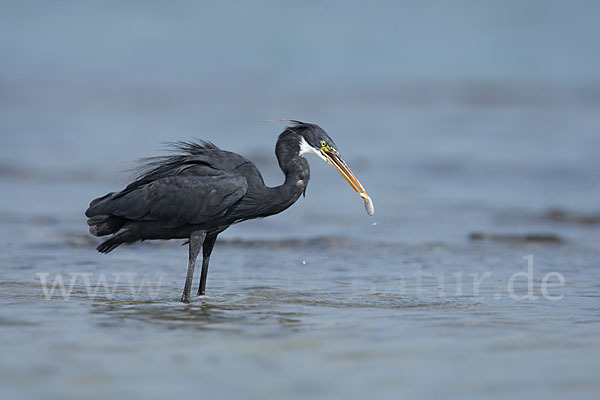 Küstenreiher (Egretta gularis gularis)