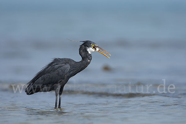 Küstenreiher (Egretta gularis gularis)