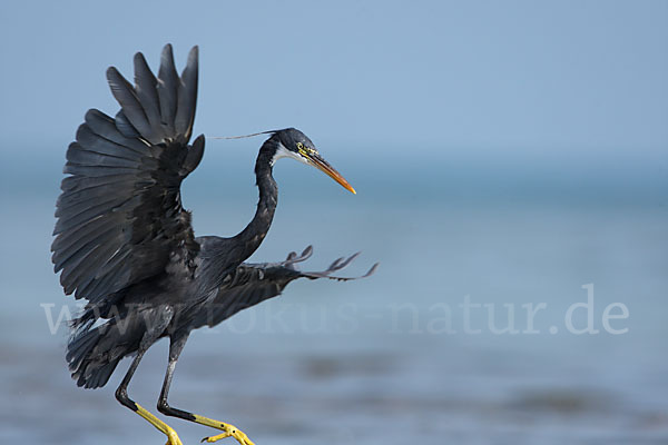 Küstenreiher (Egretta gularis gularis)