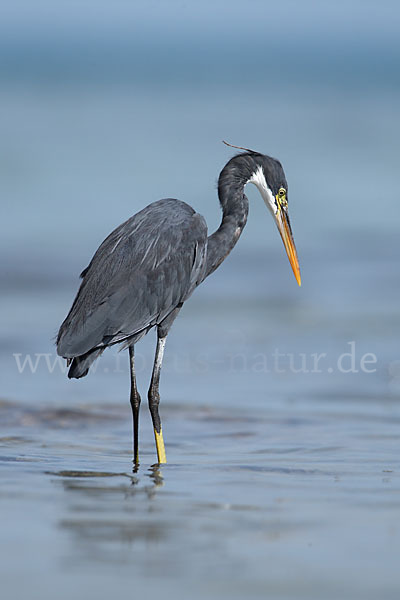 Küstenreiher (Egretta gularis gularis)