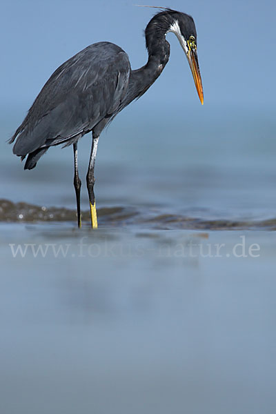 Küstenreiher (Egretta gularis gularis)