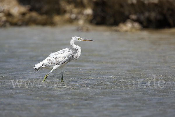 Küstenreiher (Egretta gularis gularis)