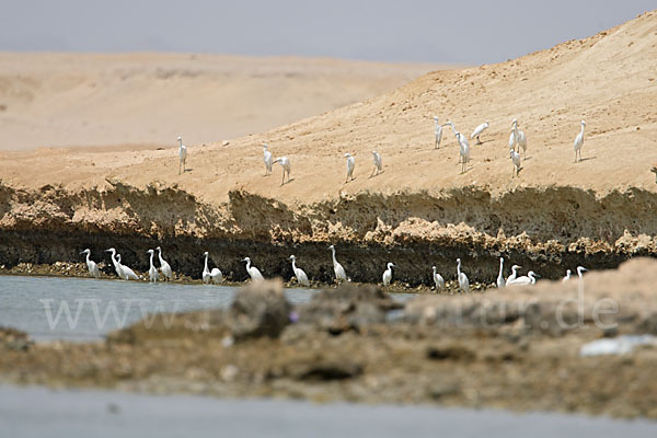 Küstenreiher (Egretta gularis gularis)