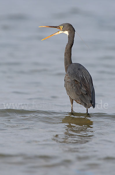 Küstenreiher (Egretta gularis gularis)