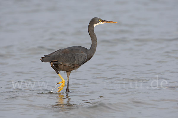 Küstenreiher (Egretta gularis gularis)