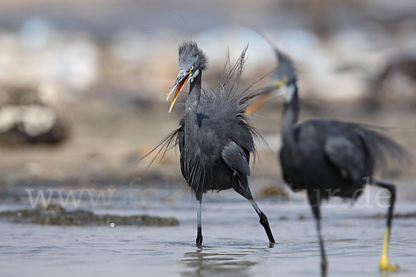 Küstenreiher (Egretta gularis gularis)