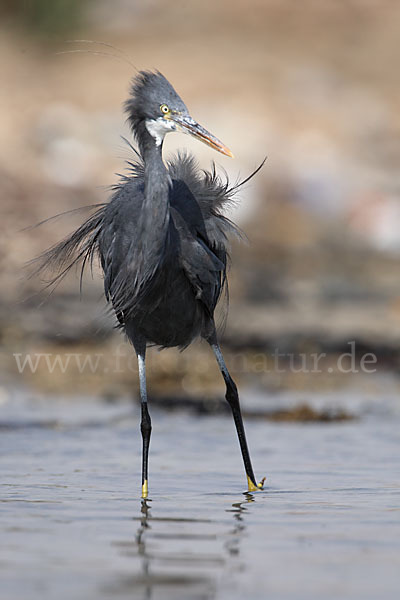 Küstenreiher (Egretta gularis gularis)