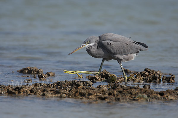 Küstenreiher (Egretta gularis gularis)