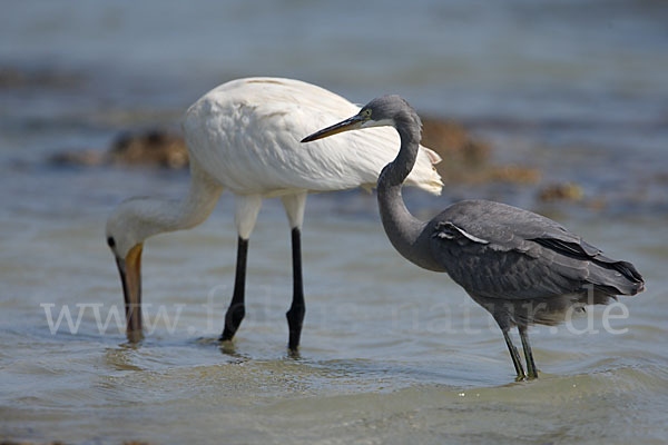 Küstenreiher (Egretta gularis gularis)