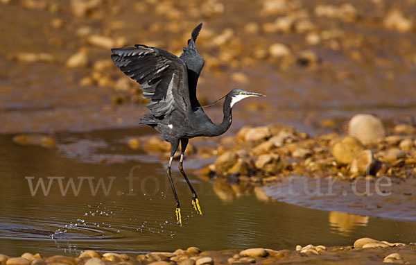 Küstenreiher (Egretta gularis gularis)