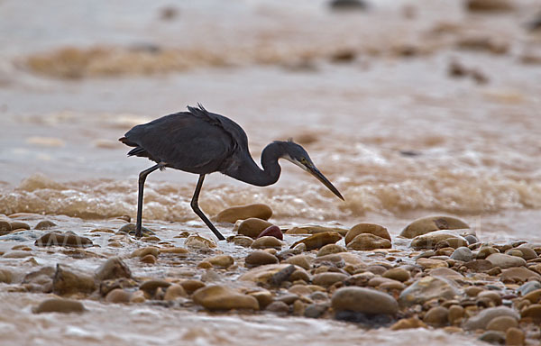 Küstenreiher (Egretta gularis gularis)