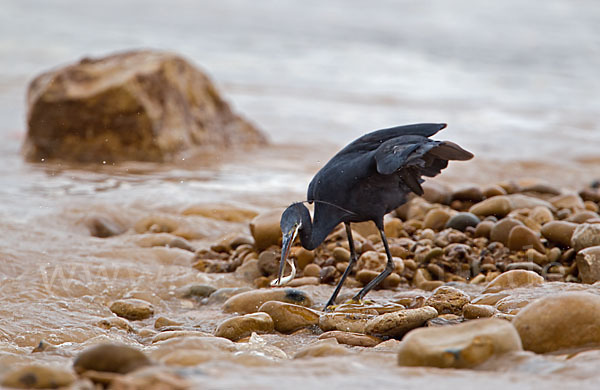 Küstenreiher (Egretta gularis gularis)