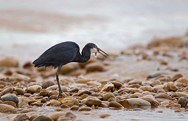 Küstenreiher (Egretta gularis gularis)