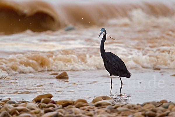 Küstenreiher (Egretta gularis gularis)