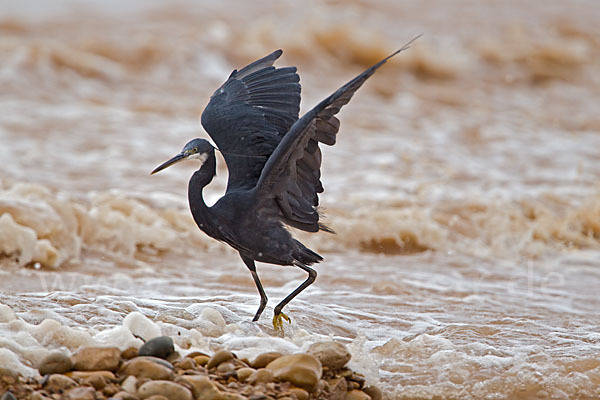 Küstenreiher (Egretta gularis gularis)