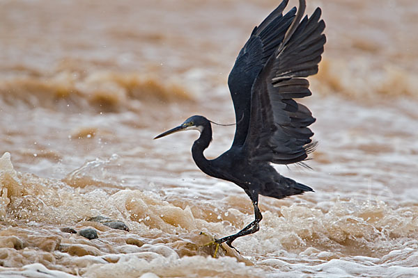 Küstenreiher (Egretta gularis gularis)