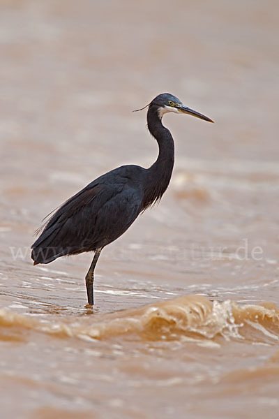 Küstenreiher (Egretta gularis gularis)