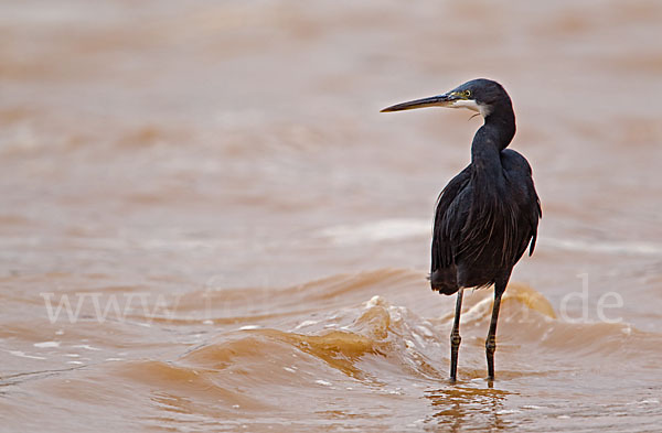 Küstenreiher (Egretta gularis gularis)