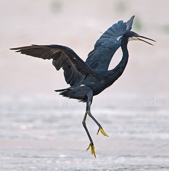 Küstenreiher (Egretta gularis gularis)