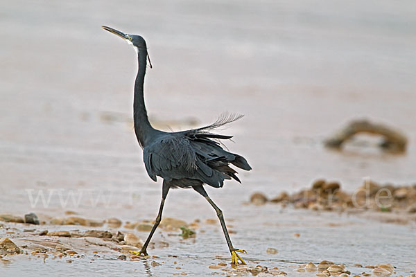 Küstenreiher (Egretta gularis gularis)