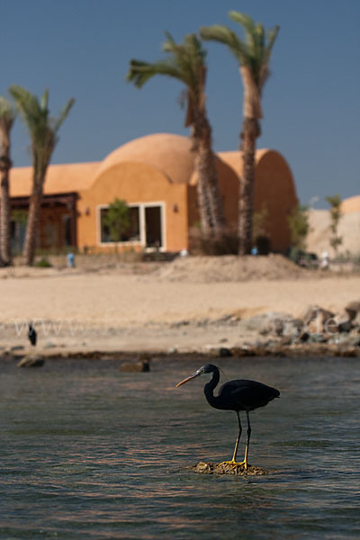 Küstenreiher (Egretta gularis gularis)