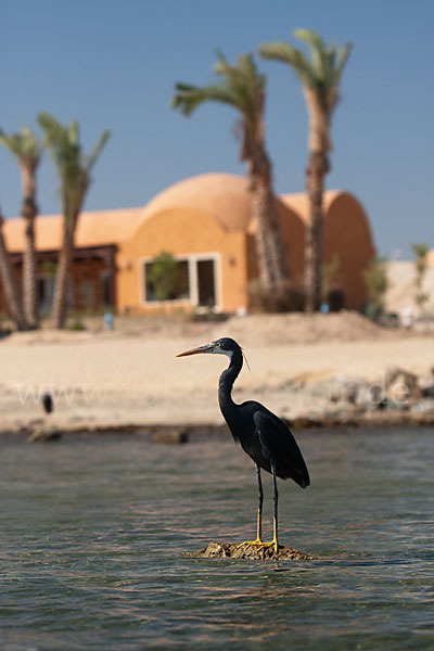 Küstenreiher (Egretta gularis gularis)