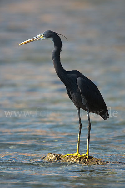 Küstenreiher (Egretta gularis gularis)