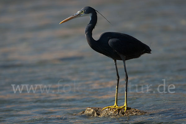 Küstenreiher (Egretta gularis gularis)