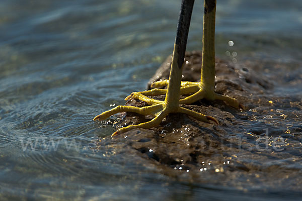 Küstenreiher (Egretta gularis gularis)