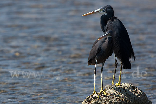 Küstenreiher (Egretta gularis gularis)