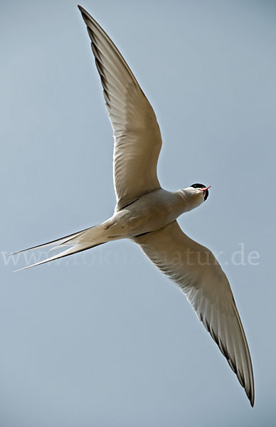 Küstenseeschwalbe (Sterna paradisaea)